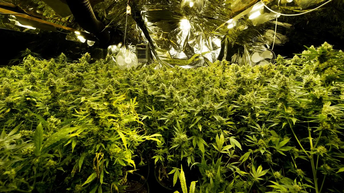 Hennepkwekerij Saffierstraat opgerold