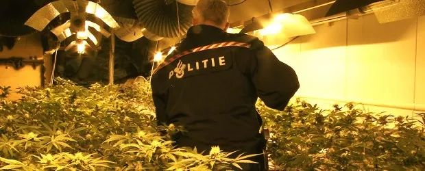 Hennepkwekerij Saffierstraat opgerold